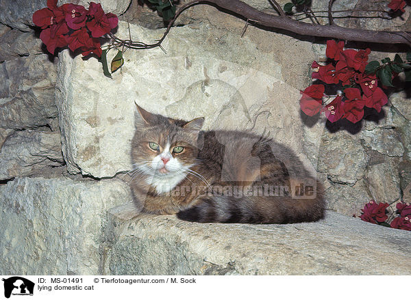 liegende Hauskatze / lying domestic cat / MS-01491