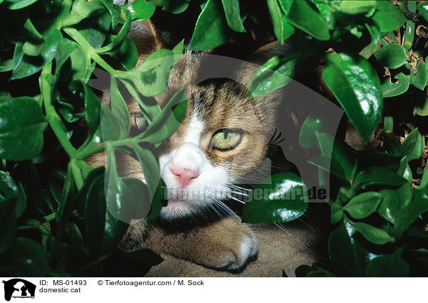 Hauskatze / domestic cat / MS-01493