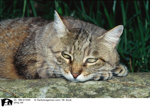 liegende Katze / lying cat / MS-01494