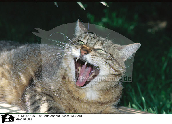 ghnende Katze / yawning cat / MS-01496