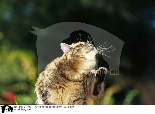 Katze kratz sich / scratching cat / MS-01497