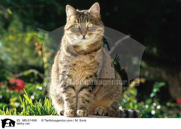 getigerte Hauskatze / tabby cat / MS-01498