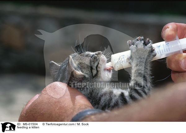 Hausktzchen wird gefttert / feeding a kitten / MS-01504