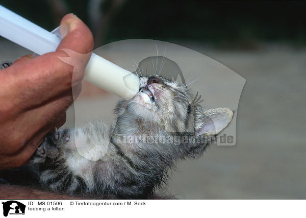Hausktzchen wird gefttert / feeding a kitten / MS-01506