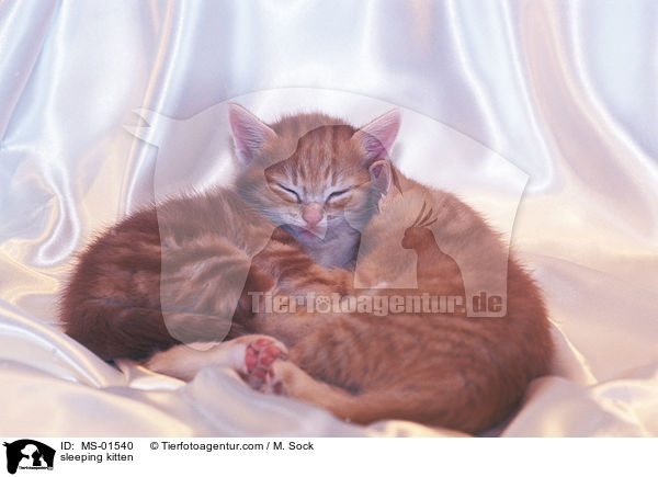 schlafende Hausktzchen / sleeping kitten / MS-01540
