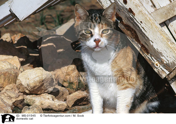 Hauskatze / domestic cat / MS-01545