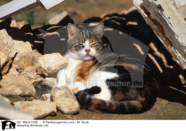 schlafende Hauskatze / sleeping domestic cat / MS-01546
