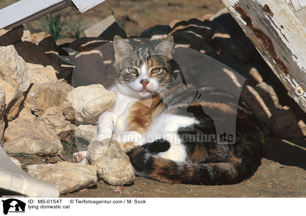 liegende Hauskatze / lying domestic cat / MS-01547
