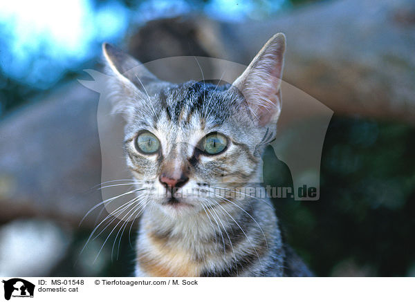 Hauskatze / domestic cat / MS-01548