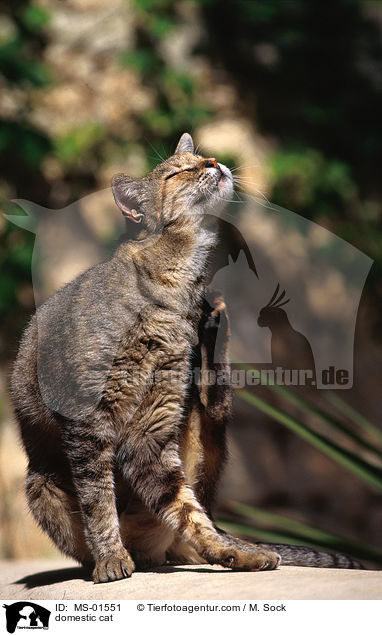 Hauskatze / domestic cat / MS-01551