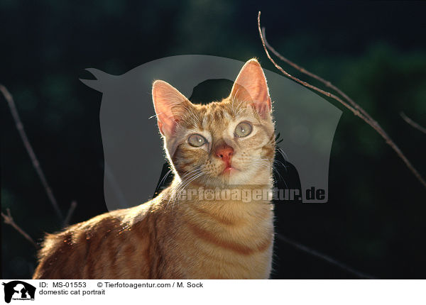 domestic cat portrait / MS-01553