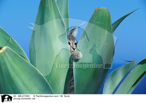 junge Hauskatze / young domestic cat / MS-01560