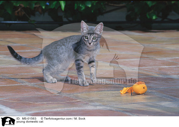 junge Hauskatze / young domestic cat / MS-01563