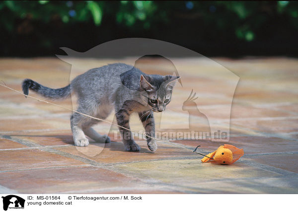 junge Hauskatze / young domestic cat / MS-01564