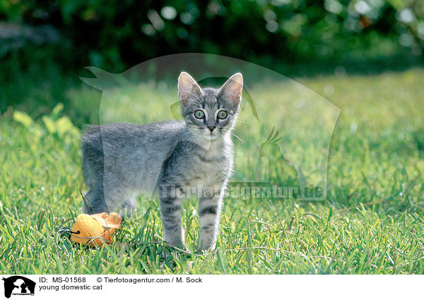 junge Hauskatze / young domestic cat / MS-01568