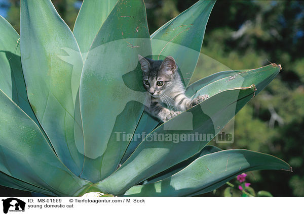junge Hauskatze / young domestic cat / MS-01569