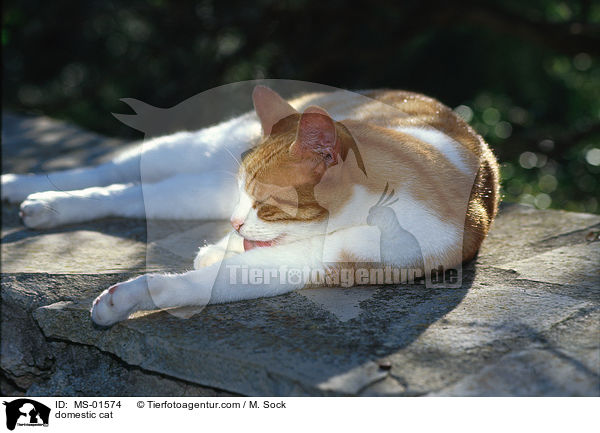 Hauskatze / domestic cat / MS-01574