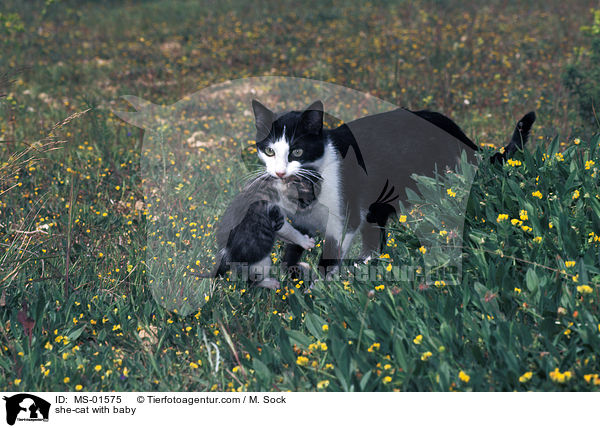Katzenmutter mit Baby / she-cat with baby / MS-01575