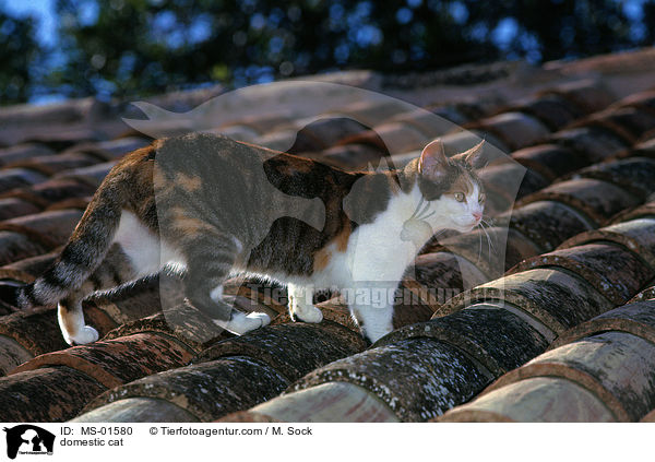 Hauskatze / domestic cat / MS-01580