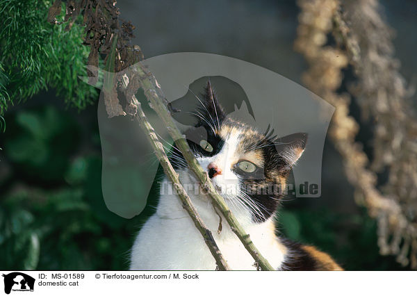 Hauskatze / domestic cat / MS-01589