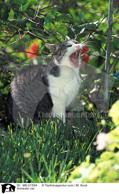 Hauskatze / domestic cat / MS-01594