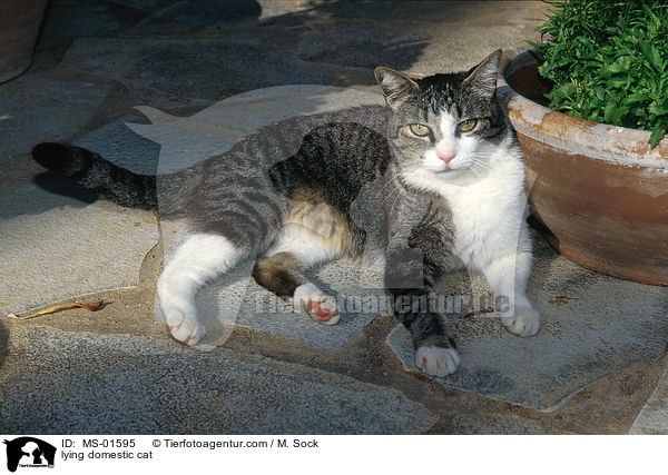 liegende Hauskatze / lying domestic cat / MS-01595