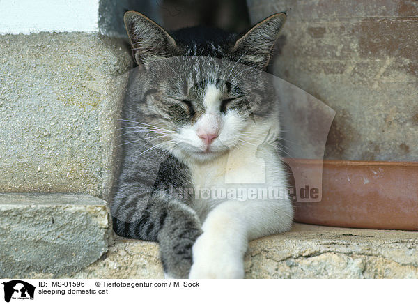 schlafende Hauskatze / sleeping domestic cat / MS-01596