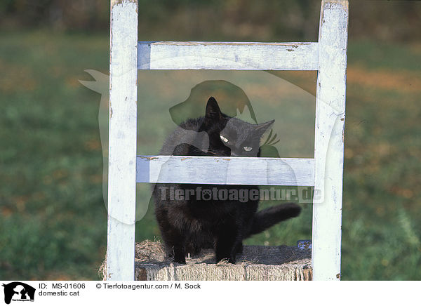 Hauskatze / domestic cat / MS-01606