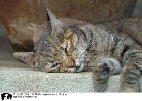 schlafende Hauskatze / sleeping domestic cat / MS-01608