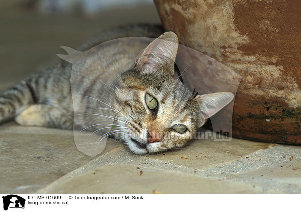 liegende Hauskatze / lying domestic cat / MS-01609