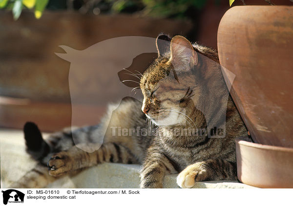 schlafende Hauskatze / sleeping domestic cat / MS-01610