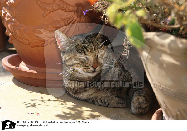 schlafende Hauskatze / sleeping domestic cat / MS-01613