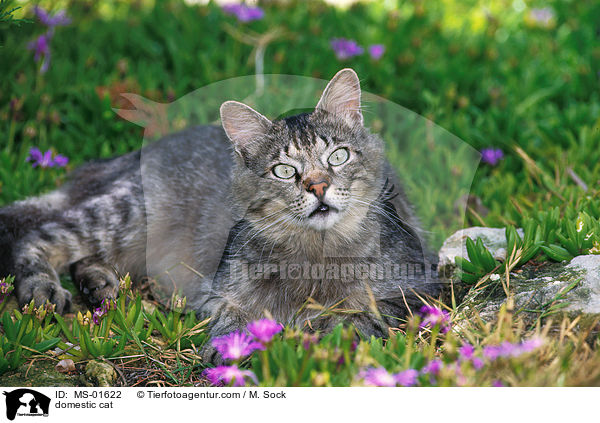 Hauskatze / domestic cat / MS-01622