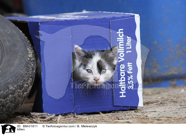 Ktzchen / kitten / BM-01811