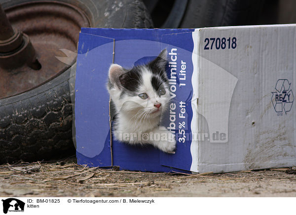Ktzchen / kitten / BM-01825