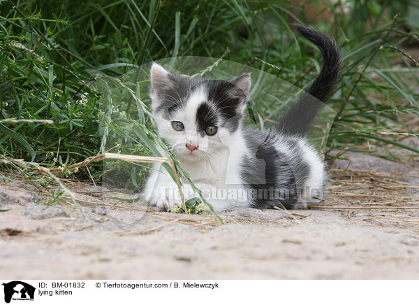 liegendes Ktzchen / lying kitten / BM-01832