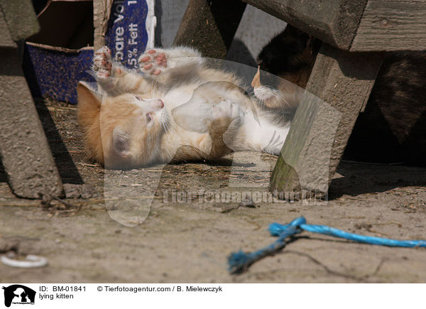 liegendes Ktzchen / lying kitten / BM-01841