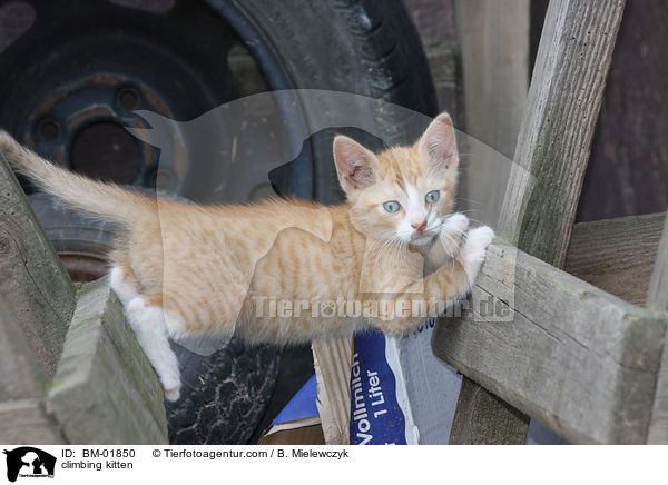 climbing kitten / BM-01850