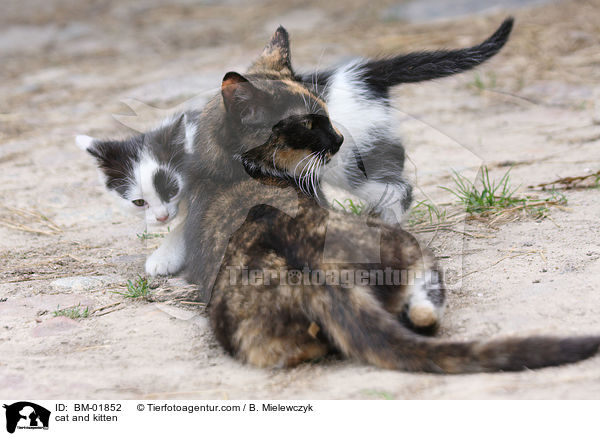 cat and kitten / BM-01852