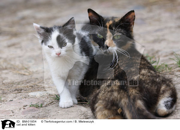cat and kitten / BM-01854