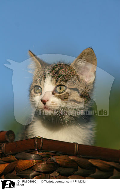 Ktzchen / kitten / PM-04092