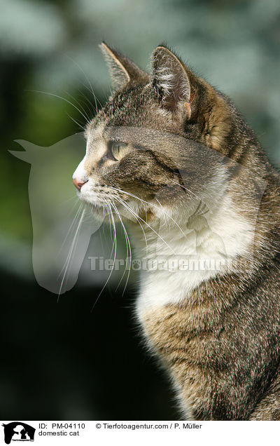 domestic cat / PM-04110