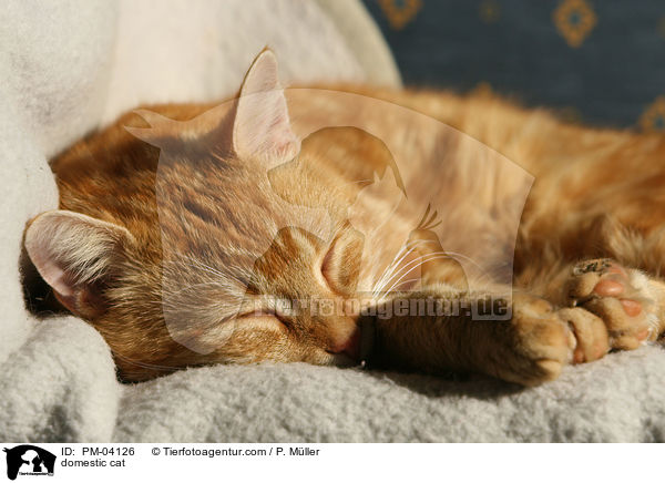 Hauskatze / domestic cat / PM-04126