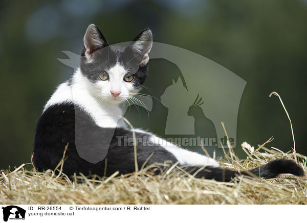 junge Hauskatze / young domestic cat / RR-26554