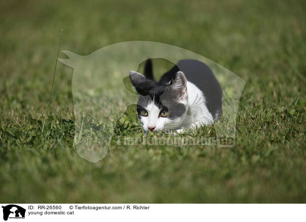 junge Hauskatze / young domestic cat / RR-26560
