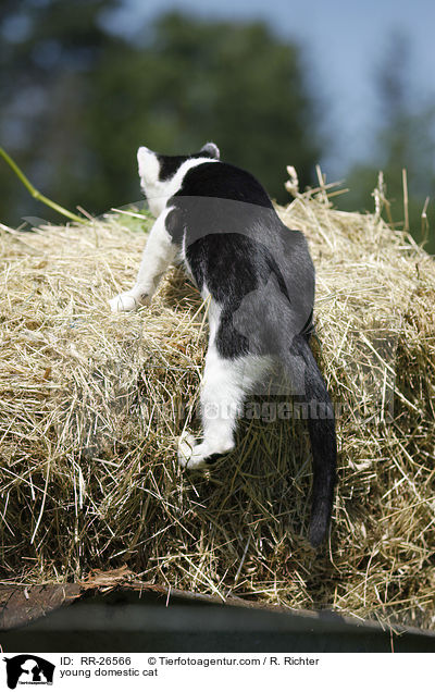 junge Hauskatze / young domestic cat / RR-26566