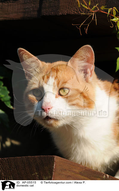 Hauskatze / domestic cat / AP-05515