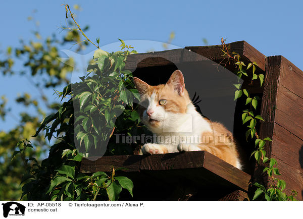 Hauskatze / domestic cat / AP-05518