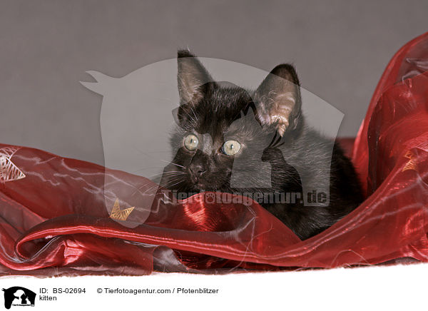 Ktzchen / kitten / BS-02694