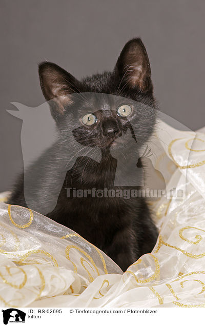 Ktzchen / kitten / BS-02695